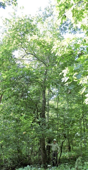 The state champion chinquapin with USFS representative John Thias posing for scale 